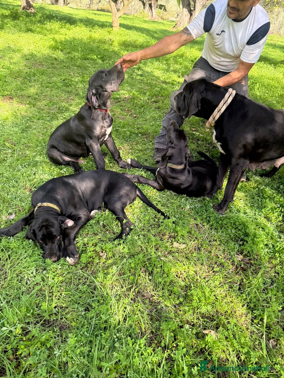 Alano cani in vendita: Cuccioli di Alano nero, ad alta geneaologia - Annuncio 4
