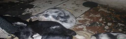 Australian Shepherd cani per accoppiamento: pastore australian della lessinia - Annuncio 4