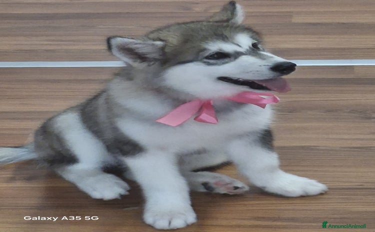 Alaskan Malamute cani - Annuncio 1