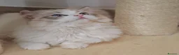 Ragdoll gatti in vendita: Ragdoll cuccioli  - Annuncio 9