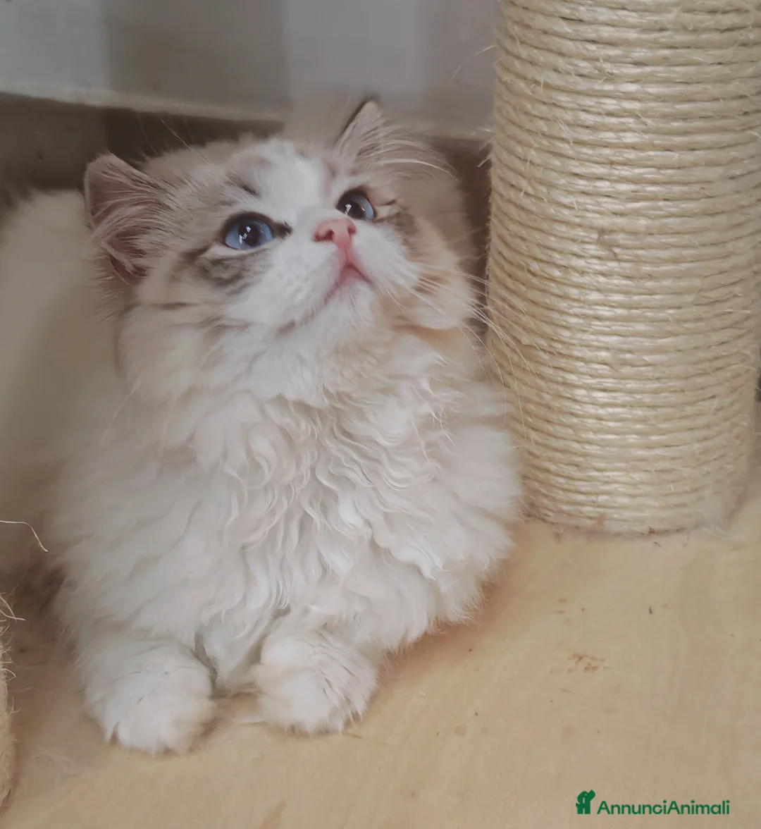 Ragdoll gatti in vendita: Ragdoll cuccioli  - Annuncio 9
