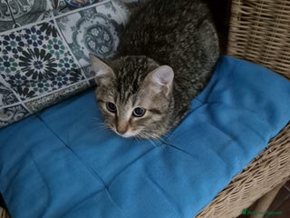 Meticcio gatti cuccioli tigrati 5 mesi - Annuncio 4