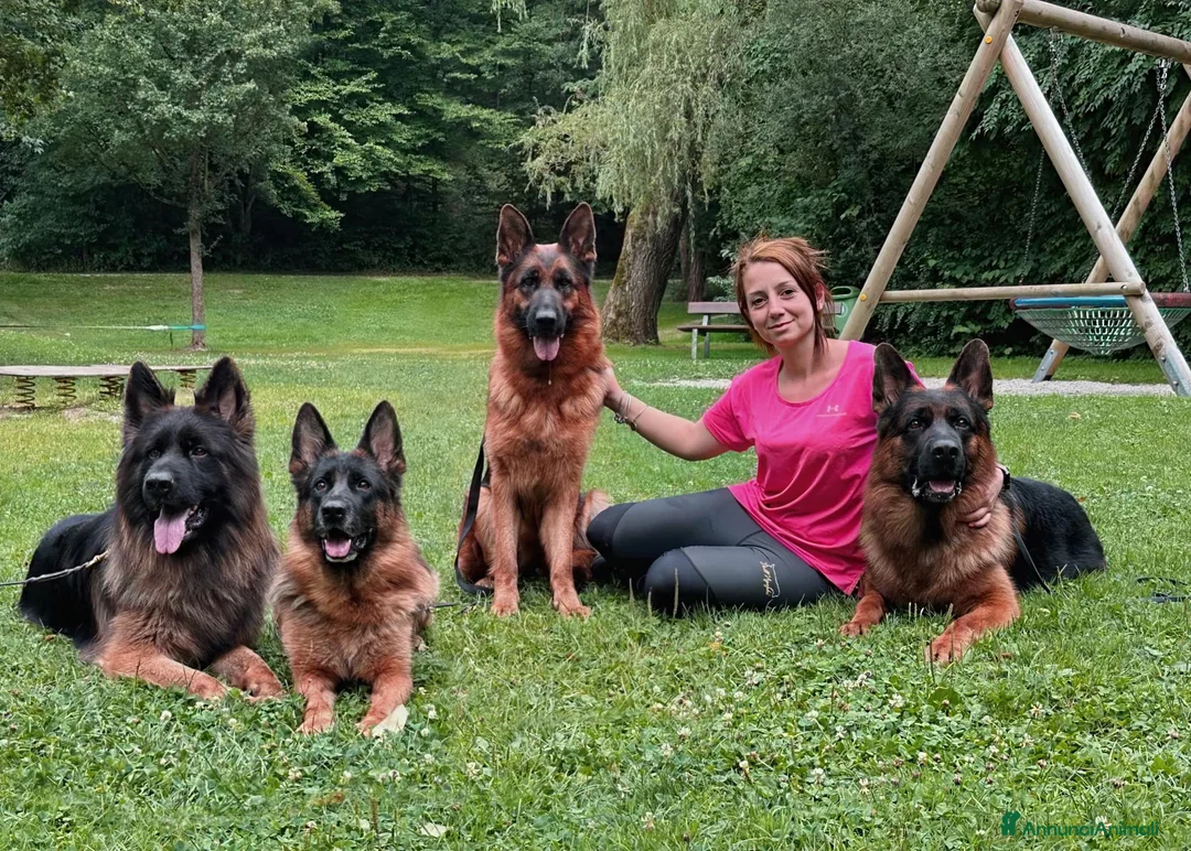 Pastore Tedesco cani in vendita: Allevamento di Terra Scura a Provincia di Salerno - Annuncio 2