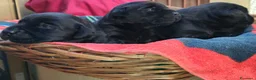 Labrador cani in vendita: Cuccioli neri di Labrador Retriever - Annuncio 4