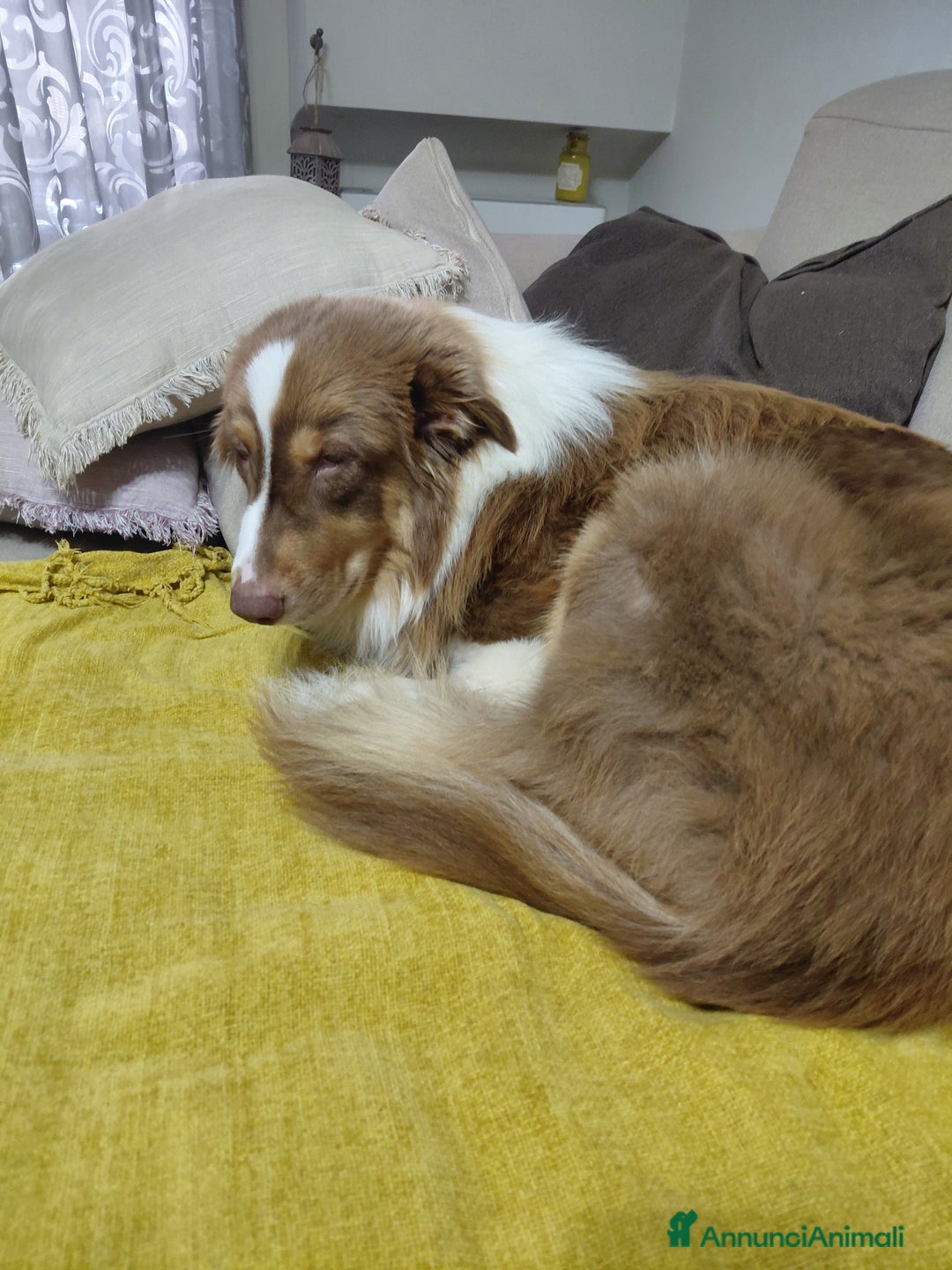 Australian Shepherd cani per accoppiamento: Pastore australiano  - Annuncio 20