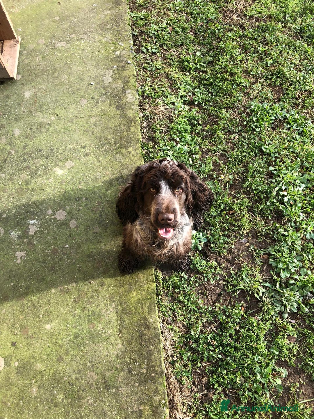 Cocker cani in vendita: Cocker spaniel inglese con pedigree - Annuncio 1