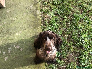 Cocker cani Cocker spaniel inglese con pedigree - Annuncio 3