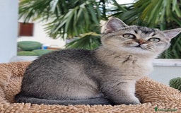 Scottish gatti in vendita: Scottish Straight con Pedigree  - Immagine 2