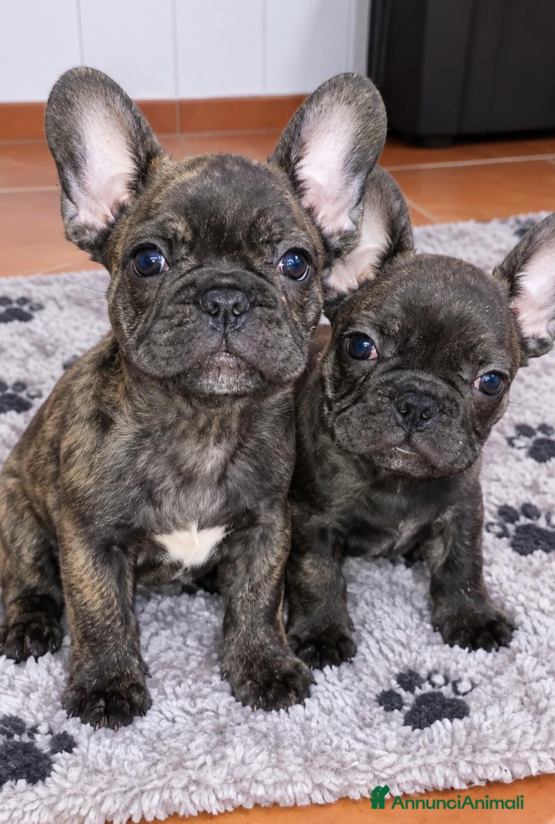 Bulldog Francese cani Vendita bulldog francese - Annuncio 1