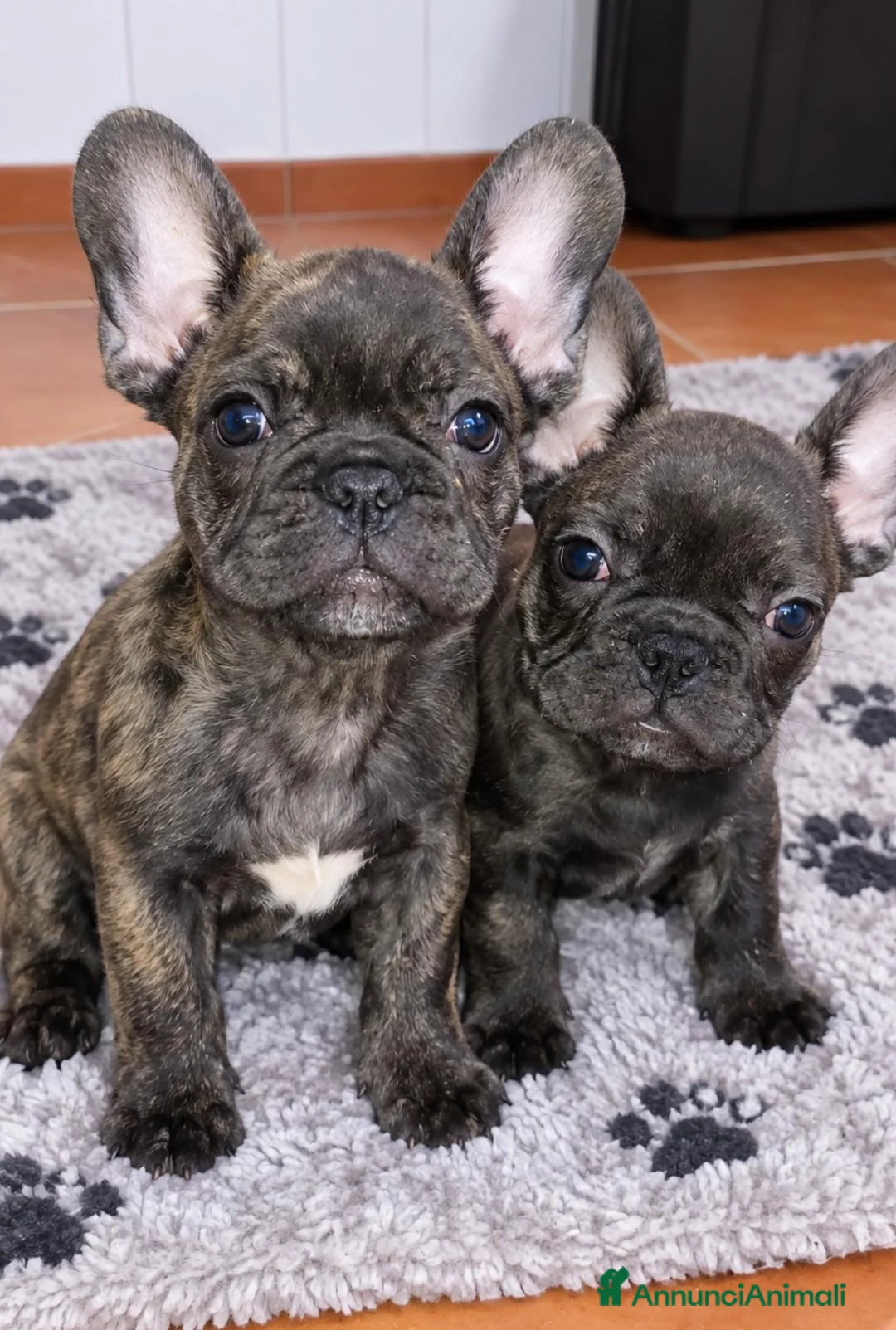 Bulldog Francese cani in vendita: Vendita bulldog francese - Annuncio 1