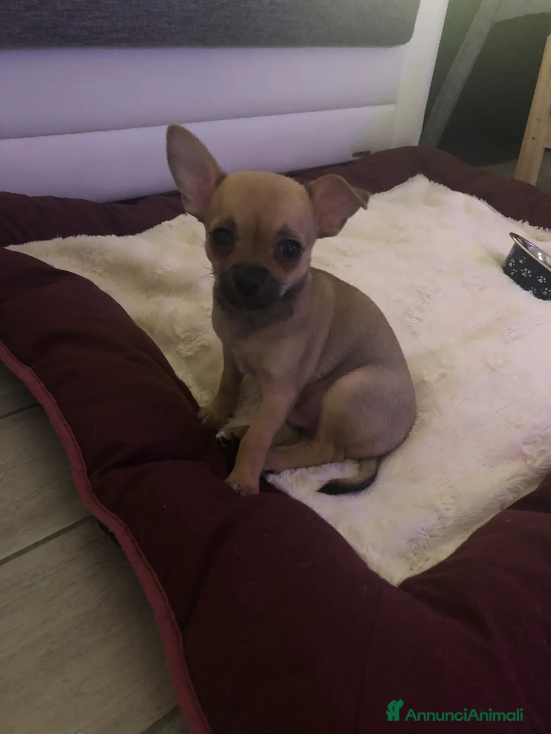Chihuahua cani in vendita: Chihuahua  - Annuncio 12