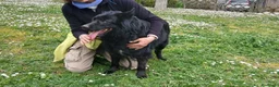 Meticcio cani in regalo: NONNO NERONE HA BISOGNO DI TE, ADOZIONE A DISTANZA - Annuncio 3