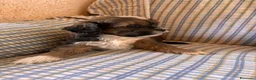 Shihpoo cani in vendita: Cuccioli di cane Shihpoo - Annuncio 13