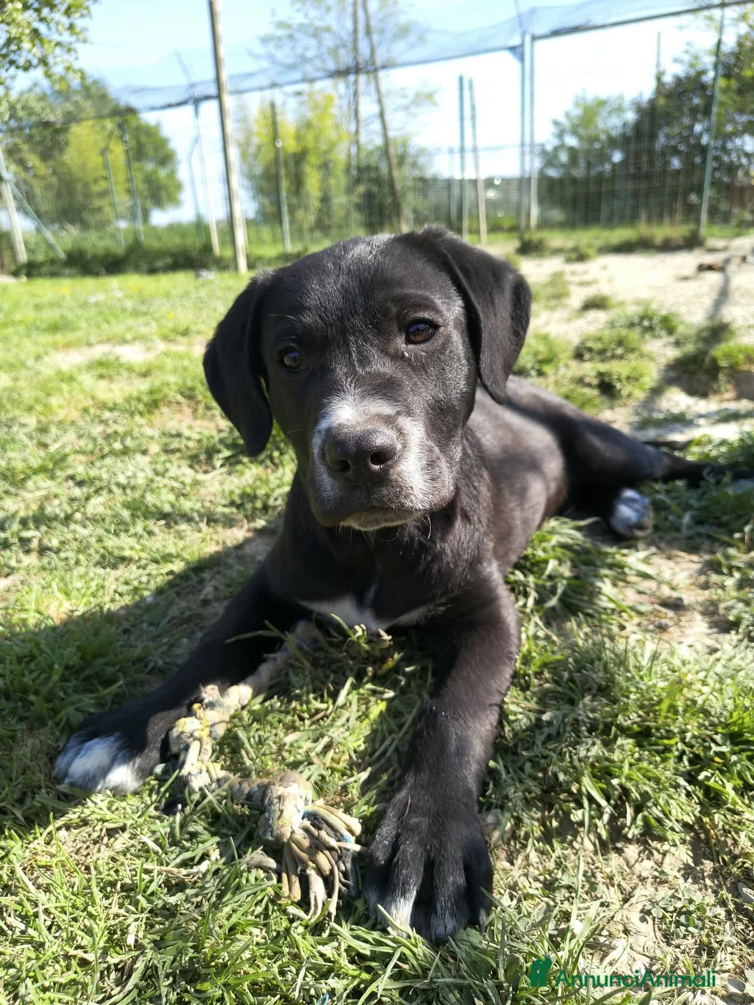Meticcio cani in regalo: ETTORE 🧡 NANA 🤍 PIXEL 🖤 4Mesi - Annuncio 3