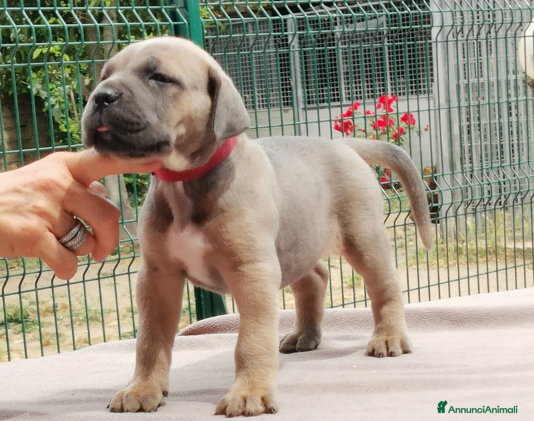 Immagine della galleria {{count}}