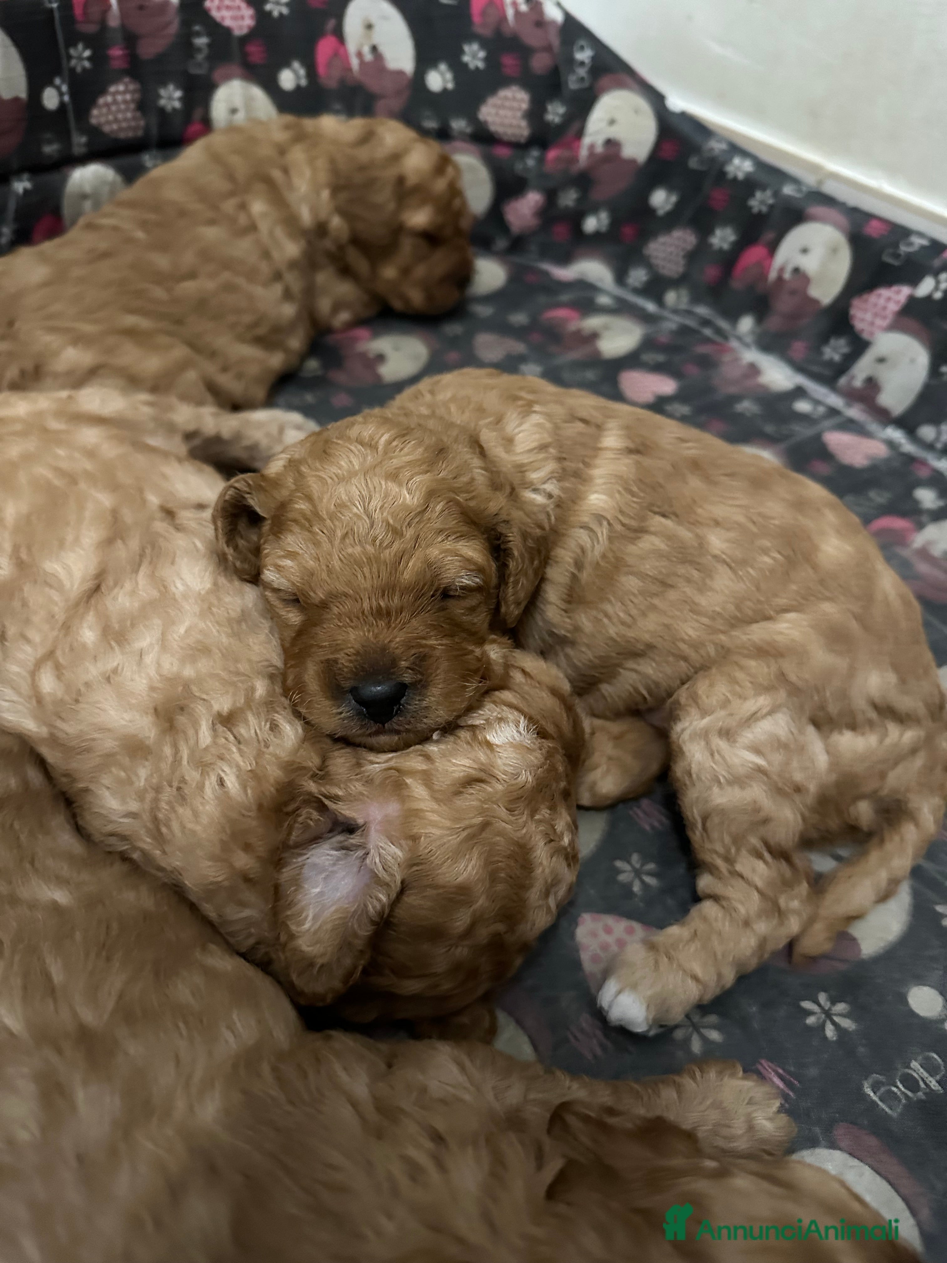 Barboncino cani Barboncino Nani  - Annuncio 2