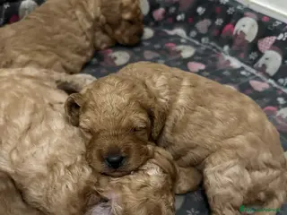 Barboncino cani Barboncino Nani - Annuncio 2