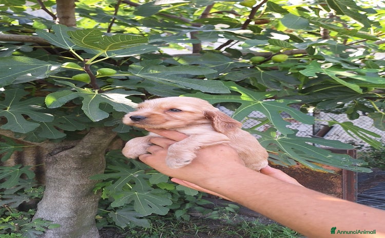 Cocker cani a Provincia di Vicenza - Annuncio 1