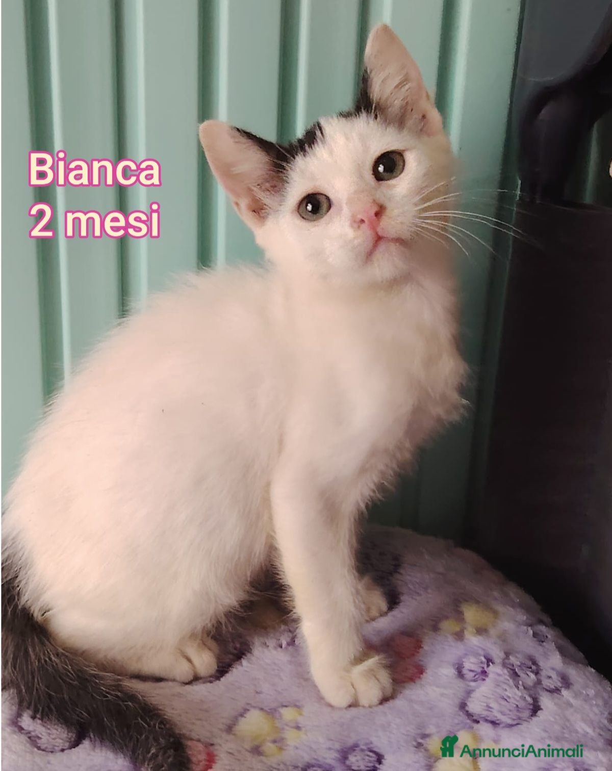 Altre razze gatti GATTINI ESCLUSI E SOLI  - Annuncio 2
