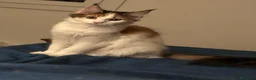 Maine Coon gatti in vendita: Cucciolo di Main Coon  a Provincia di Vicenza - Annuncio 1