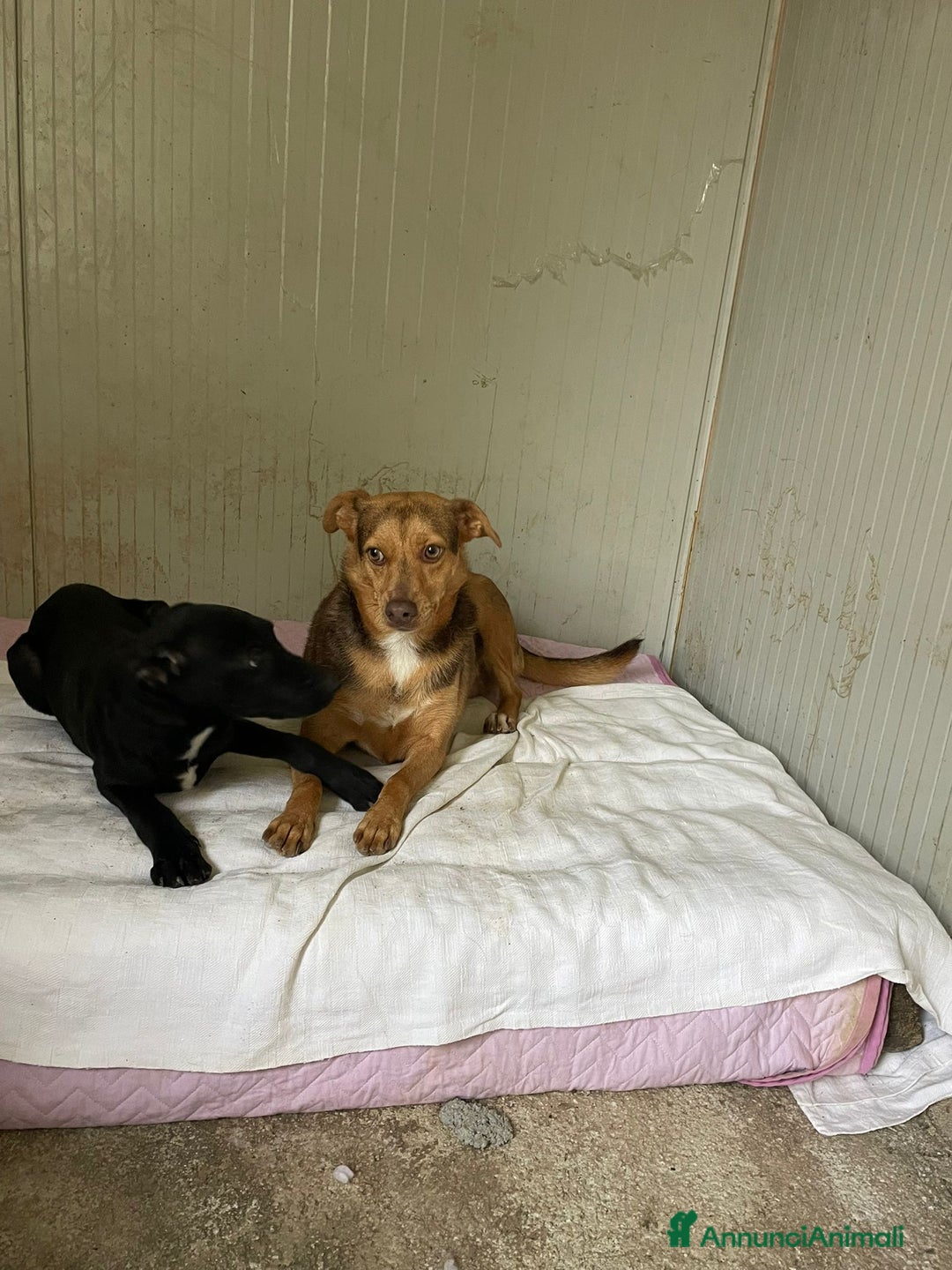 Meticcio cani in regalo: SOS BIANCANEVE - Immagine 6