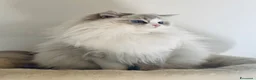 Ragdoll gatti in vendita: Super maschietto dal look “orsacchiotto”, pedigree a Città metropolitana di Roma Capitale - Annuncio 7