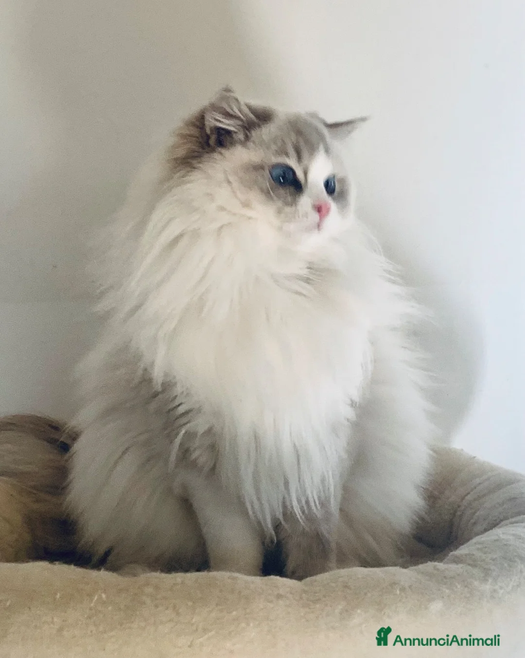 Ragdoll gatti in vendita: Super maschietto dal look “orsacchiotto”, pedigree a Città metropolitana di Roma Capitale - Annuncio 7