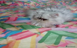 Persiano gatti in vendita: Gatto persiano chinchilla Silver argentato  - Immagine 4