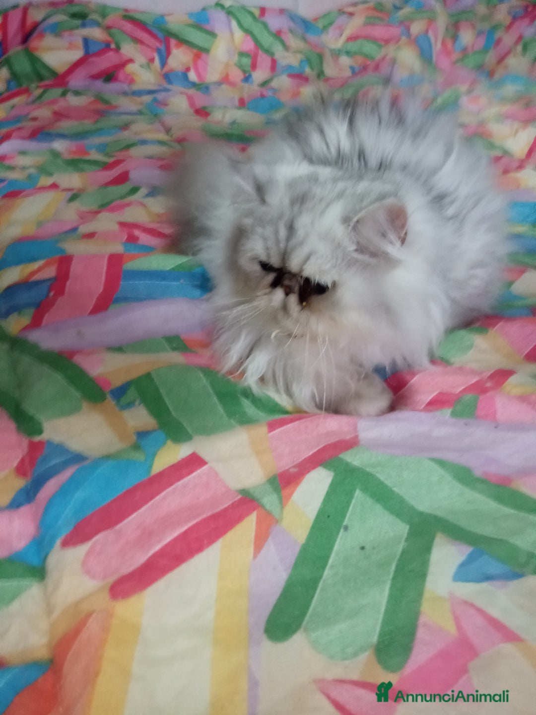 Persiano gatti in vendita: Gatto persiano chinchilla Silver argentato  - Immagine 4