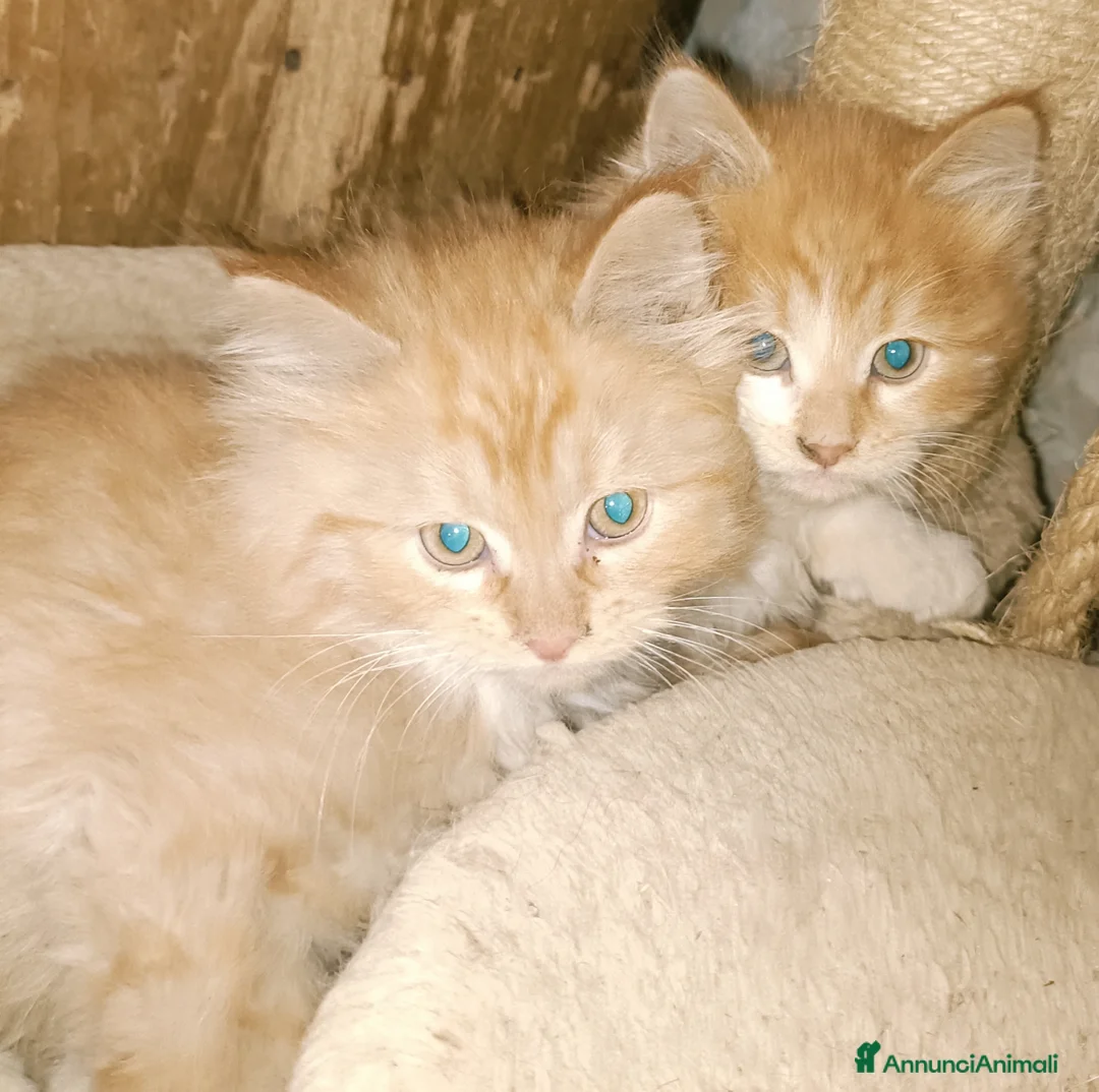 Siberiano gatti in vendita: Gattini siberiani  - Annuncio 2