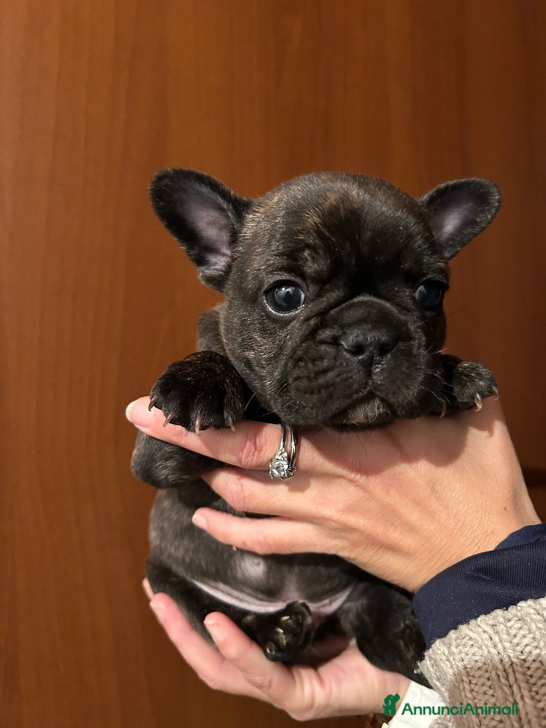 Bulldog Francese cani in vendita: cucciolo di bulldog francese  - Annuncio 5