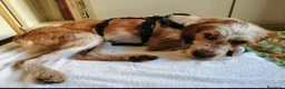 Meticcio cani in regalo: 1anno kg10 SE NON TROVA TORNA AL SUD!MILANO SOS - Annuncio 2