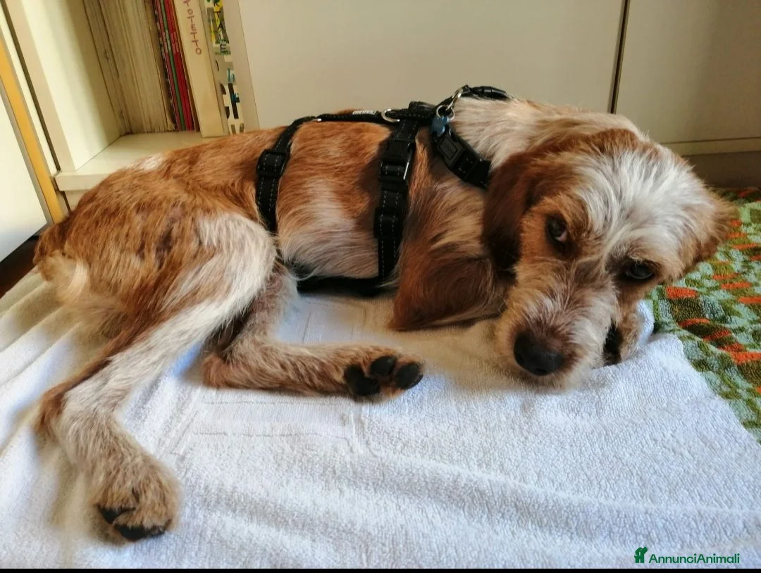 Meticcio cani in regalo: 1anno kg10 SE NON TROVA TORNA AL SUD!MILANO SOS - Annuncio 2