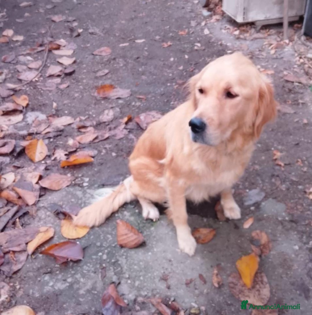Golden Retriever cani in vendita: Cuccioli Golden retriever - Annuncio 1