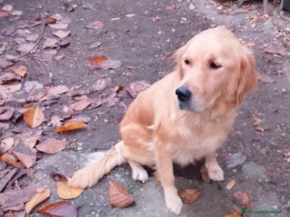 Golden Retriever cani Cuccioli Golden retriever - Annuncio 35