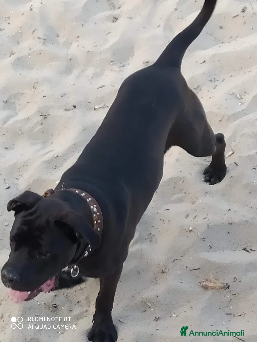 Cane Corso cani in vendita: Cuccioli di cane corso  - Annuncio 29