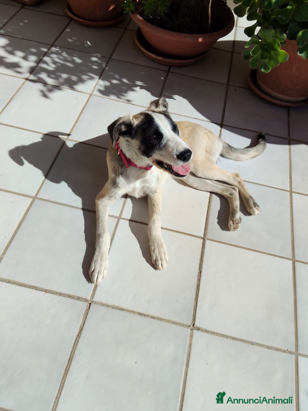 Altre razze cani in regalo: sofia e maya - Annuncio 1