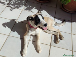 Altre razze cani sofia e maya - Annuncio 22