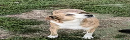 Meticcio cani in regalo: Lea: dolcissima e socievole con tutti  - Annuncio 5