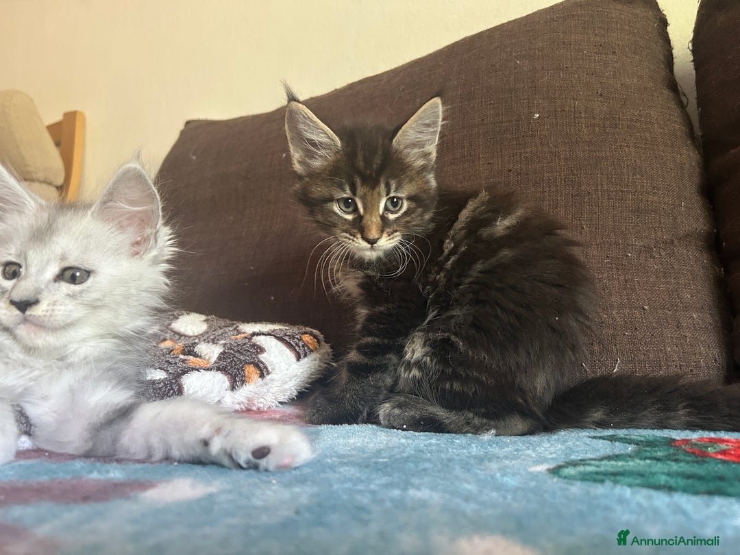 Maine Coon gatti in vendita: Maine Coon pedigree Anfi a Provincia di Modena - Immagine 10