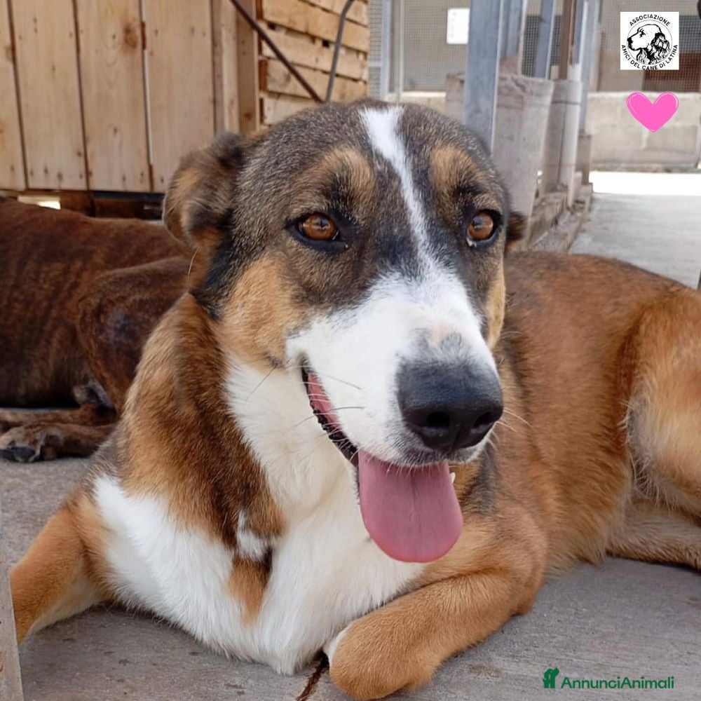 Meticcio cani SHIVA 2 anni cerca adozione!bcanile Latina a Provincia di Latina - Annuncio 8