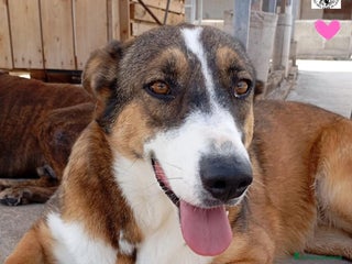 Meticcio cani SHIVA 2 anni cerca adozione!bcanile Latina a Provincia di Latina - Annuncio 39