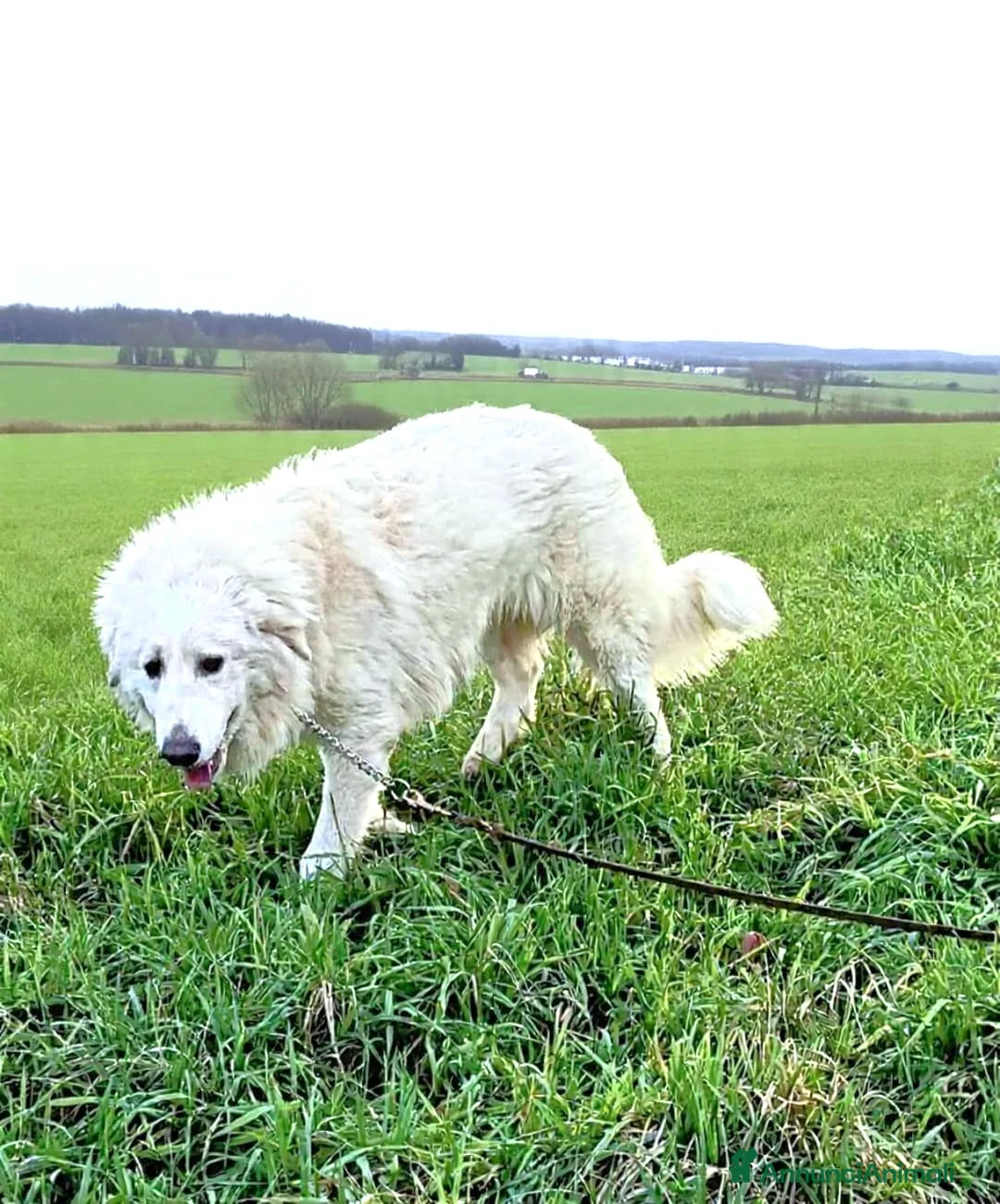 Cane da Montagna dei Pirenei cani in regalo: Cucciolone Patou raggio di luna: candido e buono - Annuncio 8