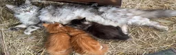 Maine Coon gatti in vendita: Cucciolo maine coon {LestatXCelebrant} - Annuncio 1
