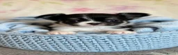 Chihuahua cani in vendita: Maschietti chihuahua pelo lungo  - Annuncio 3
