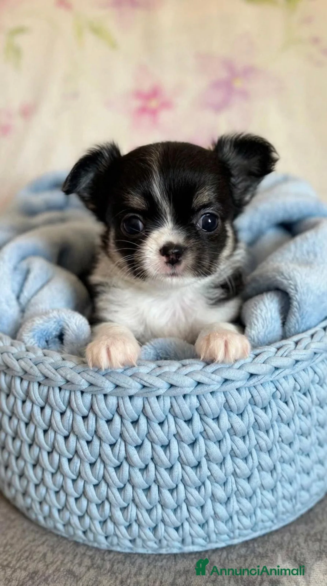 Chihuahua cani in vendita: Maschietti chihuahua pelo lungo  - Annuncio 3