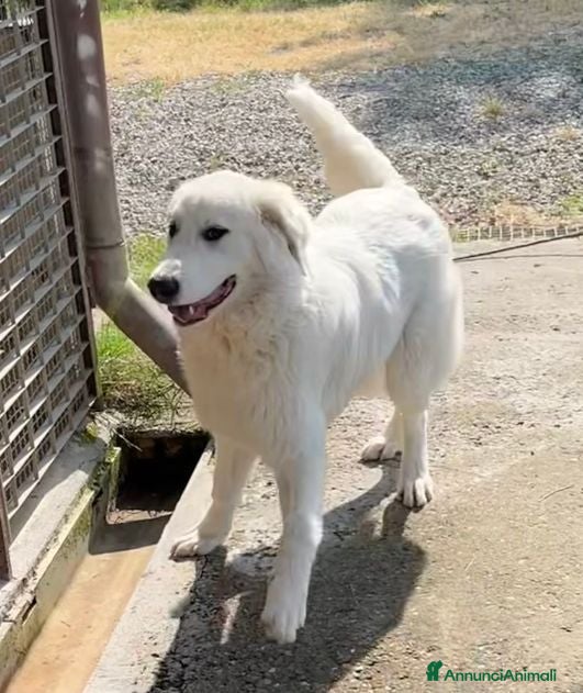 Pastore Abbruzzese Maremmano cani JERRY con tanta voglia di correre - Annuncio 1