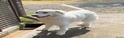 Pastore Abbruzzese Maremmano cani in regalo: JERRY con tanta voglia di correre a Provincia di Macerata - Annuncio 1