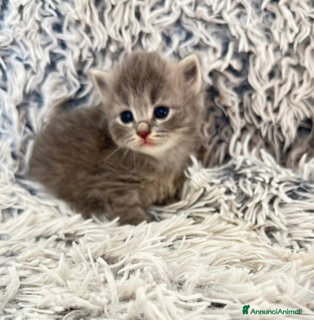 Siberiano gatti in vendita: Cuccioli gatto siberiano prenotabili - Annuncio 6