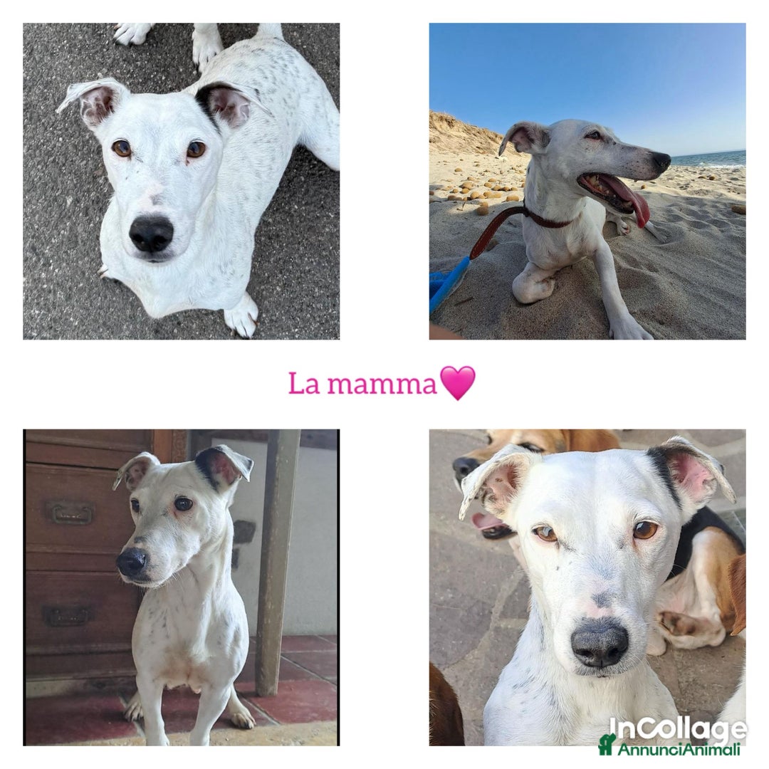 Jack Russell cani in vendita: Vendo cuccioli jack Russell con pedigree  - Annuncio 3